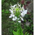 Rare Ixia Flower Seeds White -20 Pieces. 