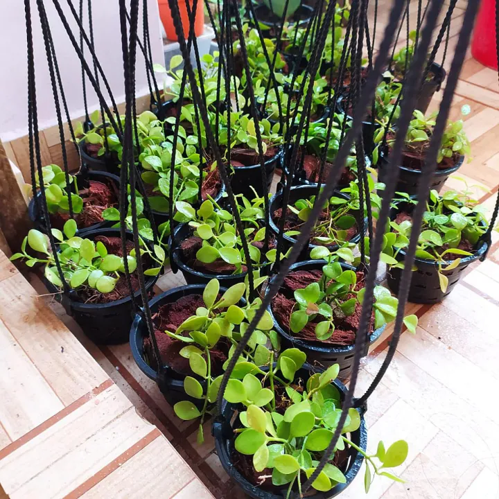 Green%20Leaf%20Semi%20Indoor%20Orchid%20Plant%20with%20Hanging%20Pot%20-%20Image%202