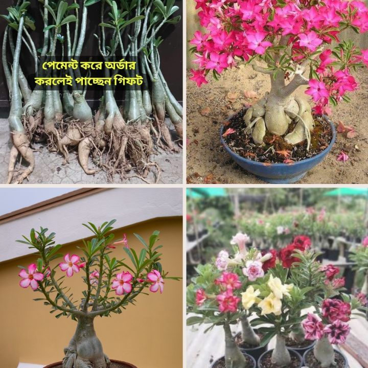 big%20size%20thai%20Adenium%20mix%20flower%20Plants%201pis%20-%20Image%208