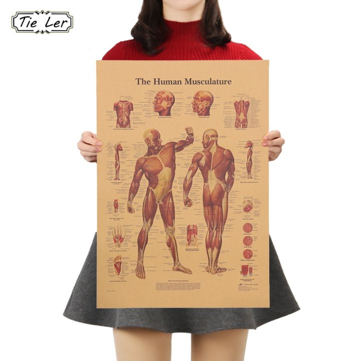 【Cathery Baby Store】Tie Ler Human Body Muscle Kraft Poster Style Wall Sticker Home Bar Cafe Classroom Decor Painting 42x30cm