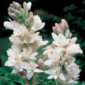 Tuberose Bulb Double Pattern 5 piece / Rojonigondha flower seed. 