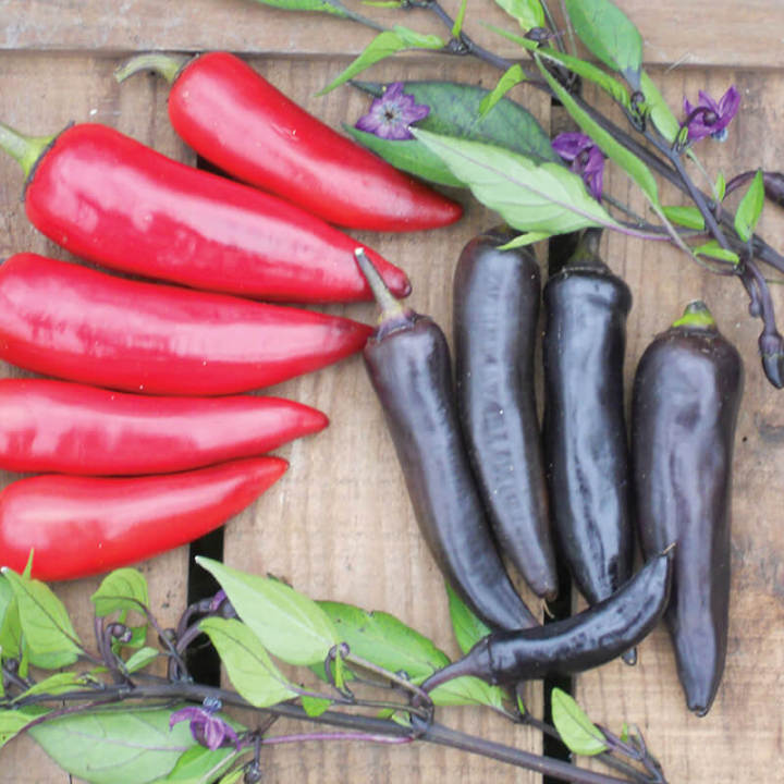 ghost%20pepper%20Planting%20Bonsais%20Carolina%20Reaper%20chili%20Pepper%20plants%20Super%20Hot%20plants%20vegetables%20home%20garend%20seeds%20(%E0%A6%AC%E0%A7%80%E0%A6%9C)%20-%20Image%203