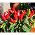 All Season Indian Bullet Chili Hybrid SeedS For Plants and Tob/Terrace - 30PcS. 