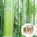 6pcs Garden Evergreen Arbor Moso Bamboo Seeds Courtyard Phyllostachys Pubescens Plants. 