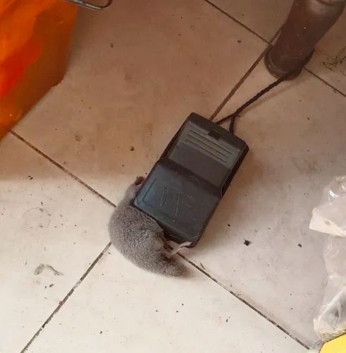 Mouse%20Traps%20Indoor%20Rat%20Trap%20For%20House%20Mouse%20Killer%20Trap%20(5%C3%973%C3%973%20inches)%20-%20Image%205