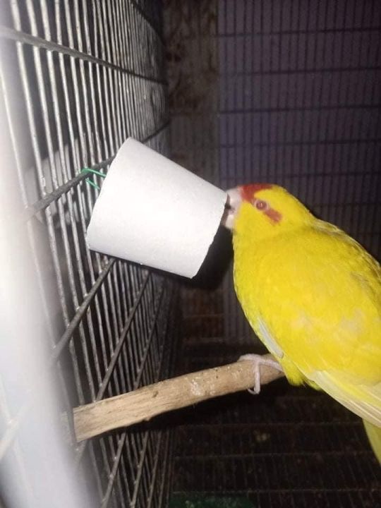 Calci%20Boost%20Big%20size%20-2pis%20-%20Image%203