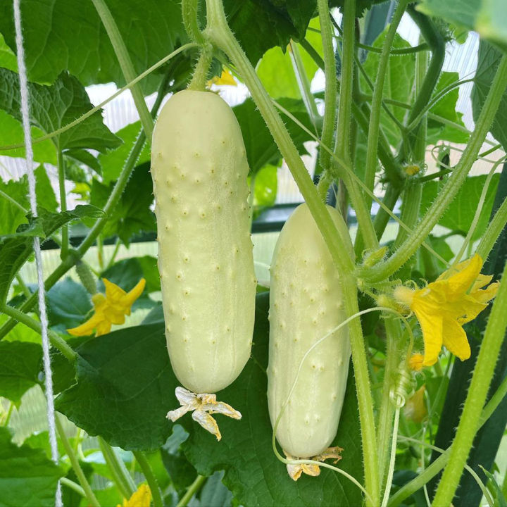 "White%20Cucumber%20(Shosha)%20Vegetable%20Seeds%20-%20(25%20Piece)"%20-%20Image%203