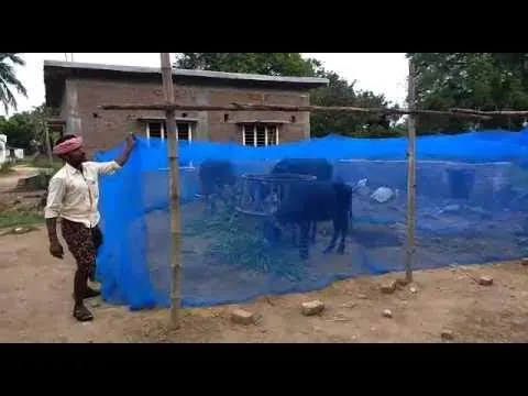 Cow%20Shed%20Mosquito%20Net%20House%20Fly%20Disease%20Irritation%20Protection%20Net-%205%20Goj%20-%20Image%205
