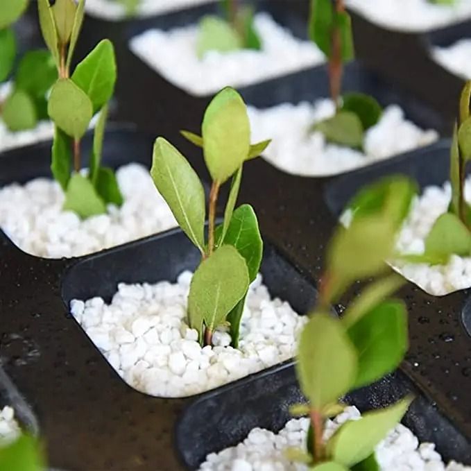 Repack%20Perlite-250%20gm.%20small%20particle,%20mihi%20perlite%20for-succulent,%20Orchids,%20Cactus,%20Aquarium%20&%20Potted%20Plants.%20-%20Image%203