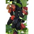 Raspberry plants Mixed Colors Super Big Raspberry Fruit plants Rare Wild Strawberry Tree plants Flowers Bonsai For Garden-50Pcs seeds.