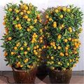 Edible Dwarf Orange Tree Garden- 10pcs seeds. 