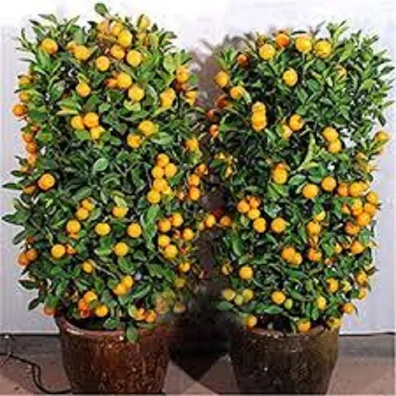 Edible%20Dwarf%20Orange%20Tree%20Garden-%2010pcs%20seeds%20-%20Image%204