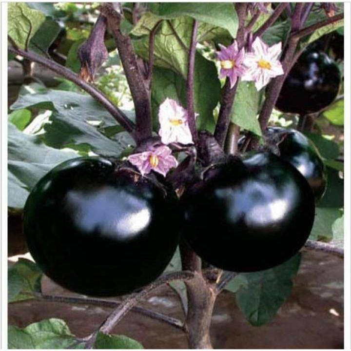 THAI BRAND F1-Quality Seed তাল বেগুন বীজ (10+পিচ বীজ ) | Daraz.com.bd