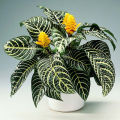 Egrow 20 Pcs/Pack Kudoacanthus Albonervosus Seeds. 