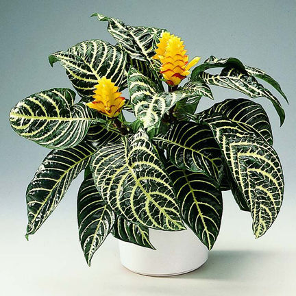 Egrow%2020%20Pcs/Pack%20Kudoacanthus%20Albonervosus%20Seeds%20-%20Image%202