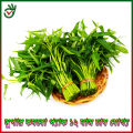 Lal Shak / Kolme Shak /  Data Shak / Ghi kancon Shak/Hybrid 4 type shak seed combo pack 800+pice. 
