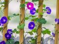 Moonflower Vinica Morning Glory -10+Seeds. 