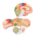 Human Brain Model for Neuroscience, Brain Anatomy Model Brain Model Brain Functional Partitioning +Study Guide. 