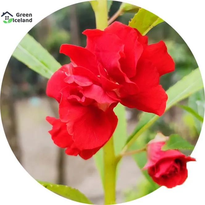 All%20Season%20Balsam%20Flower%20Seeds%20-%2030%20Pcs%20Seeds%20-%20Image%203