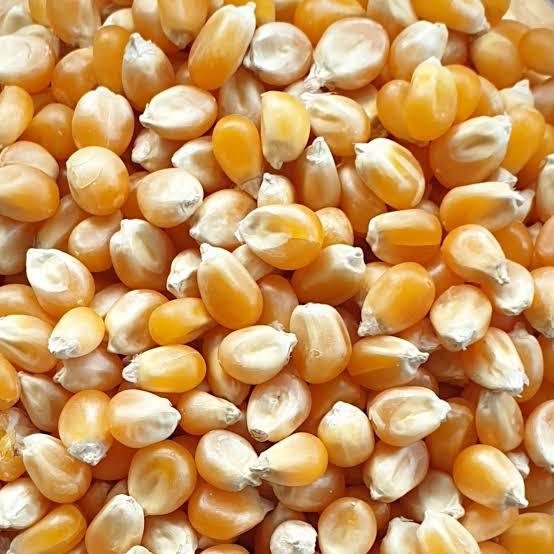 Golden%20Butterfly%20Popcorn%20Kernels%20-%201Kg%20-%20Image%203