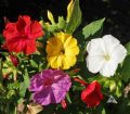 সন্ধ্যামালতি ফুলের বীজ - Seed 10/20 pcs Seed of SondhaMaloti Flower Mixed Color All Season.