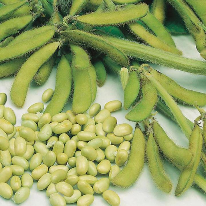 Soybean Tree Seeds -30 Pcs seeds