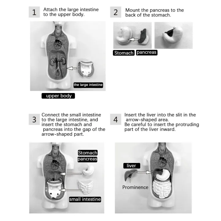 3D%20Removable%20Anatomical%20Human%20Torso%20Model%20for%20Education%20Human%20Structure%20Teaching%20for%20Child%20Kid%20Student%20-%20Image%204