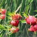 Dragon Fruit Seeds 15 Pis + Gift. 