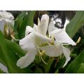 Dolonchapa (Hedychium coronarium) Flower Bulb. 