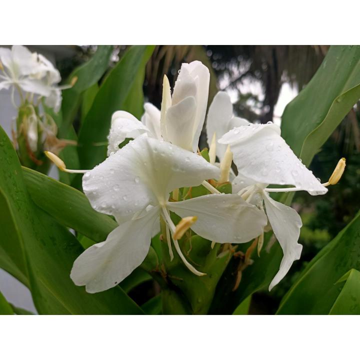 Dolonchapa (Hedychium coronarium) Flower Bulb