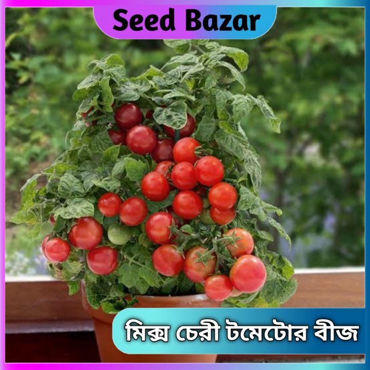 Hybrid Cherry tomato seeds 30 pice+gift