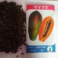 Papaya Red Lady F1 Hybrid -25 pcs Seed. 