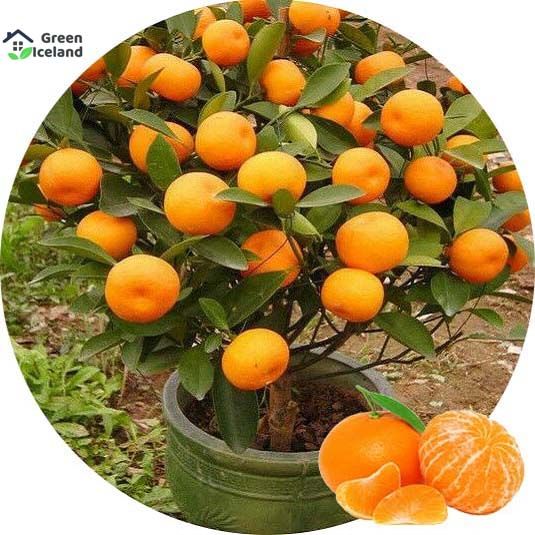 All%20Season%20Giant%20Orange%20Fruit%20Tree%20Seeds-%2010%20Pcs%20Seeds%20-%20Image%202