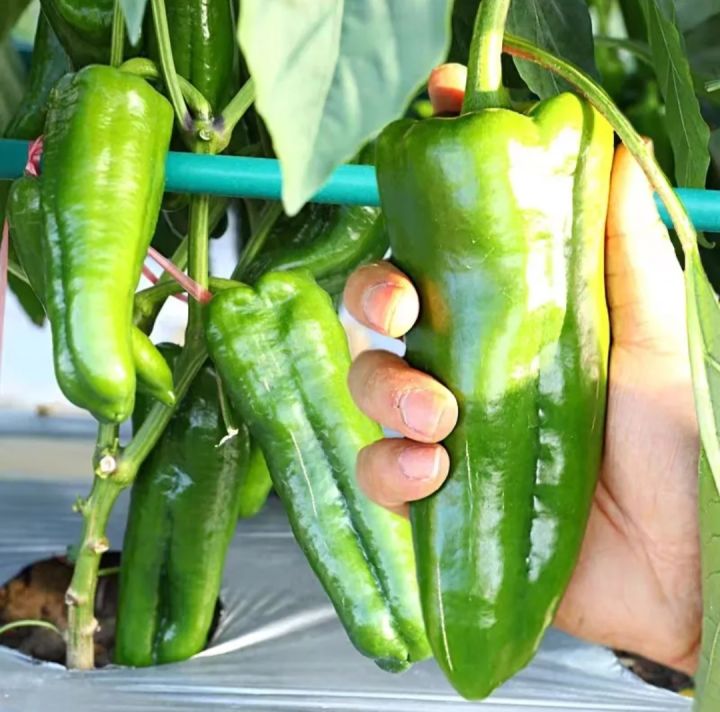 Thai%20Spicy%20Green%20Banana%20Chili%20Seeds%20-%2033+%20Seeds%20-%20Image%202
