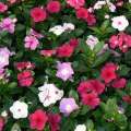 Morning Glory Seeds Japanese Rosita Morning Glory - 15 Pcs Seeds. 
