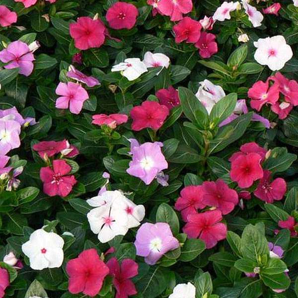 Morning%20Glory%20Seeds%20Japanese%20Rosita%20Morning%20Glory%20-%2015%20Pcs%20Seeds%20-%20Image%204