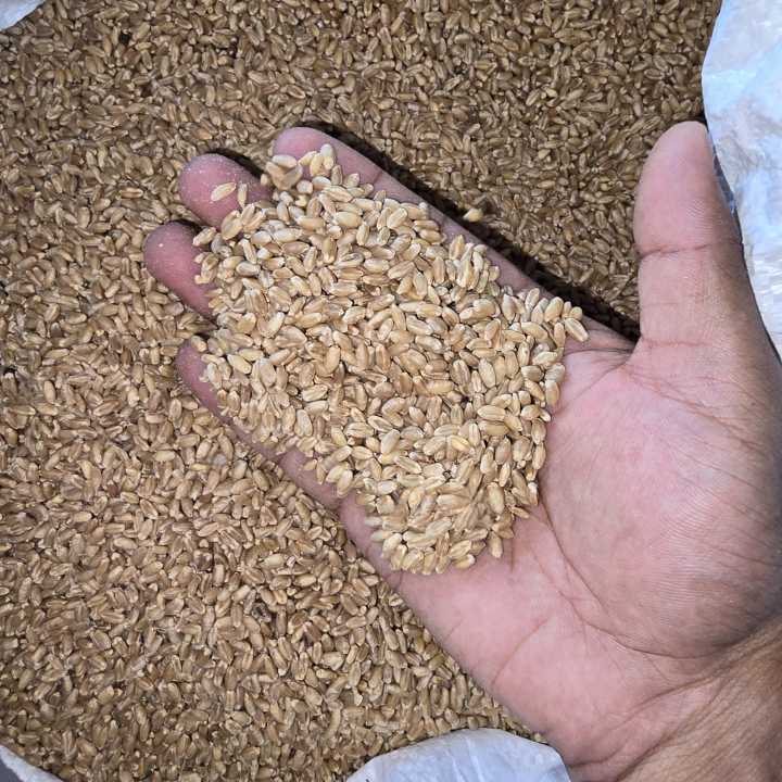 Whole%20grain%20brown%20wheat%20flour-Lal%20Atta-5Kg%20Deshi%20Gomer%20Lal%20Atta%20Price%20in%20BD,%20brown%20flour%20price%20in%20Bangladesh,%20Whole%20grain%20brown%20flour,%20Whole%20grain%20brown%20Atta%20-%20Image%205