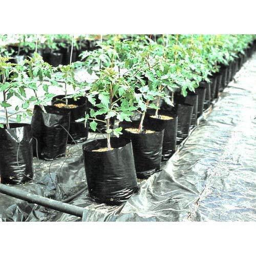 Nursery%20Black%20Poly%20Bag%2016/16%20inch%20for%20Planting%20Nursery%20Pots%20Plant%20Grow%20Bags%20Seedling%20Planter%20-%20Image%209
