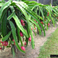 Red Dragon Tree 5 pcs For Home Gardening - Cutting of Dragon Fruit Plant. 