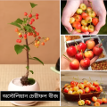 Australian Cherry Bonsai Seeds - 5 Piece Seeds.