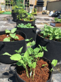 GEO Bag 30 Gallon (Dia 24" Hight 15.5") Plant Grow Bags, Synthetic Pot - (100 Pcs Bundle ).