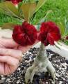 big size thai Adenium mix flower Plants 1pis. 