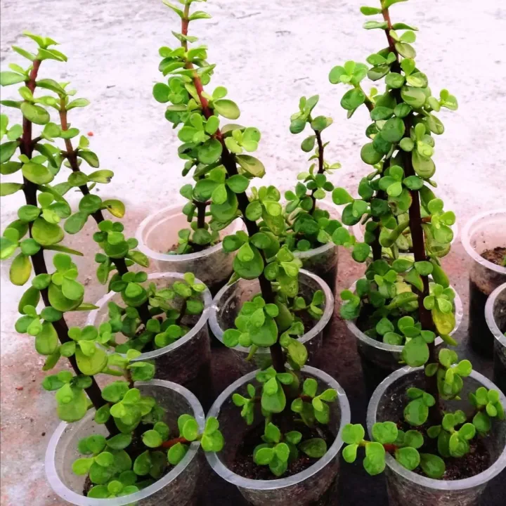 Indulge%20Durablity%20-%20Premium%20Quality%20-%20Z%20Plant%20Sakulant,%20Z%20Plant,%20Portulcaria%20Afra%20Sakulant%20-%20Vintage%20Choice%20-%20Exclusive%20Experience%20-%20Image%202