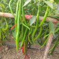 China Hybrid Confirm green long chili Seed 30 pcs Seeds+GIFT. 