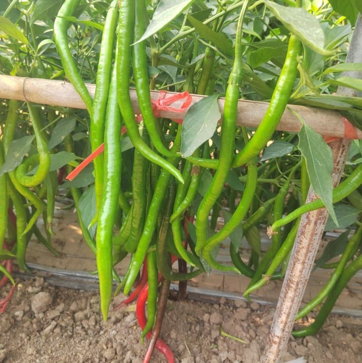 China%20Hybrid%20Confirm%20green%20long%20chili%20Seed%2030%20pcs%20Seeds+GIFT%20-%20Image%202