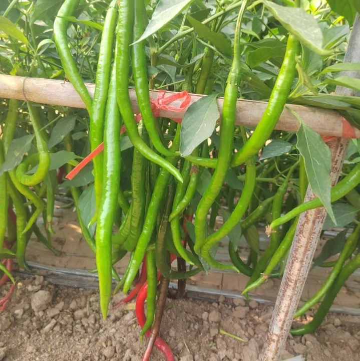 China%20Hybrid%20Confirm%20green%20long%20chili%20Seed%2030%20pcs%20Seeds+GIFT%20-%20Image%202