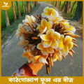 katgolap flower seed 4 pice + gift. 