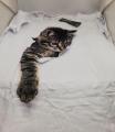 3D Printed Cat Design Women T-Shirt. 