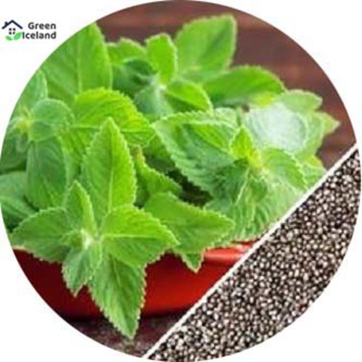300 Pcs Natural Pudina / Mint Seeds