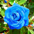 Blue rose flower seeds 8 pice + gift.